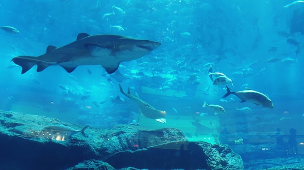 Foto pesci che nuotano in acquario visti attraverso il vetro