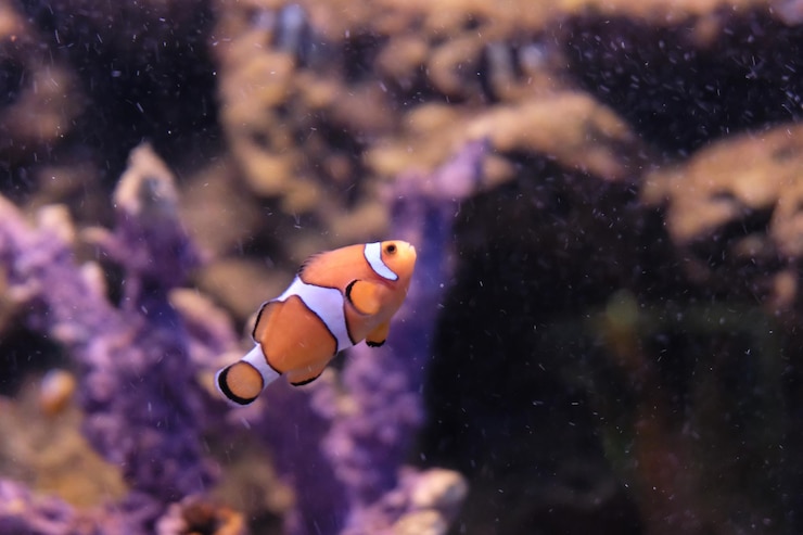 Photo 水族館で泳ぐ魚