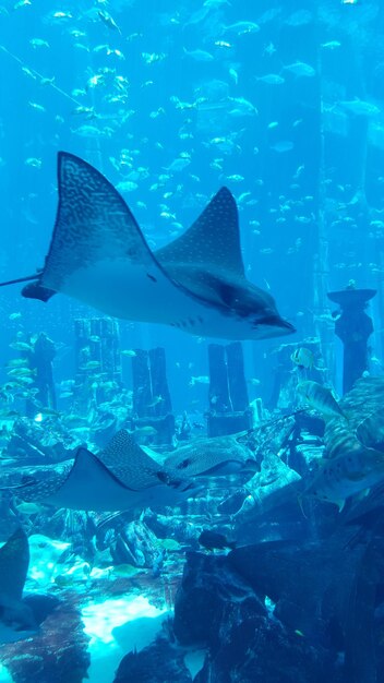 Foto pesci che nuotano in acquario