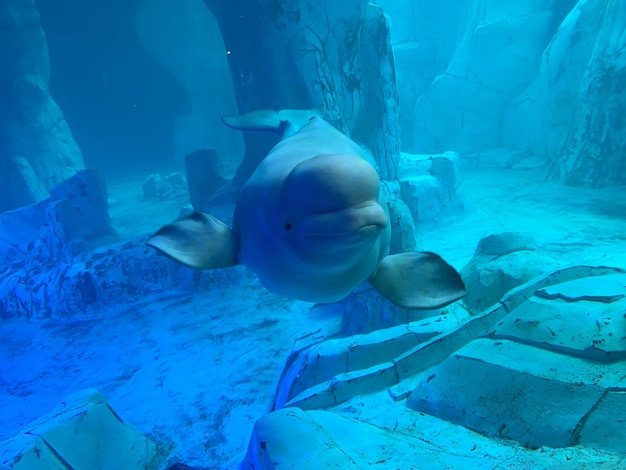 Foto pesci che nuotano in acquario