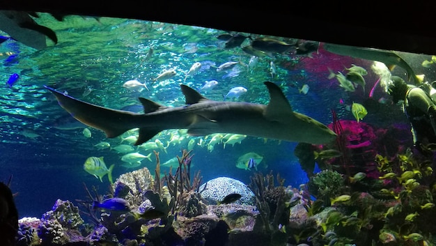 Fish swimming in aquarium