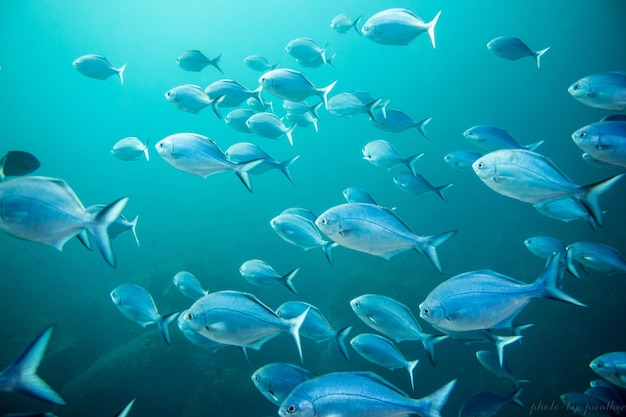 水族館で泳ぐ魚