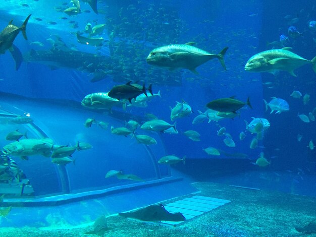 Fish swimming in aquarium