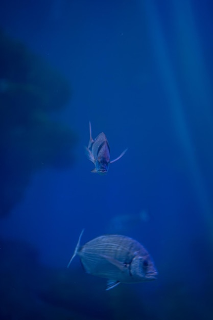 fish swimming in an aquarium