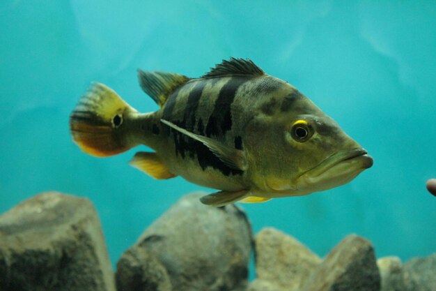 Fish swimming in aquariumx9xA