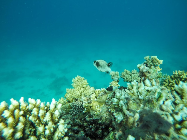 海でサンゴ礁のそばで泳ぐ魚