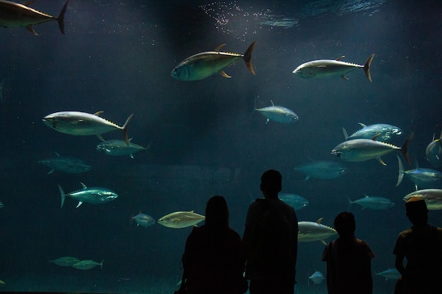 写真 水族館で泳ぐ魚