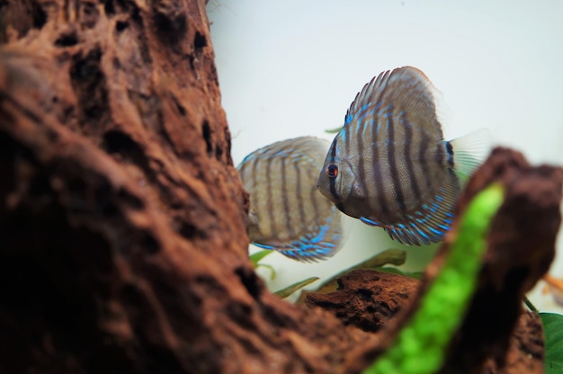 写真 水族館で泳ぐ魚