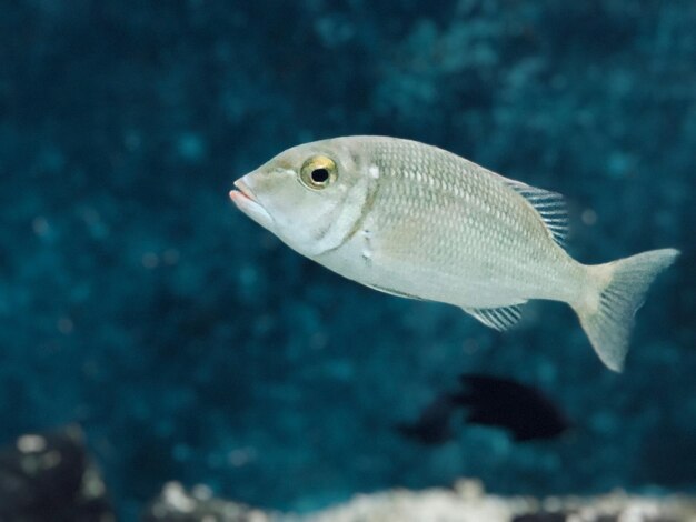 写真 魚の水槽で泳ぐ魚