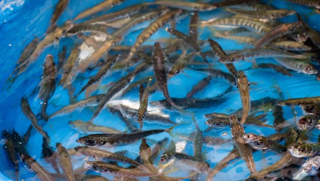 写真 海で泳ぐ魚