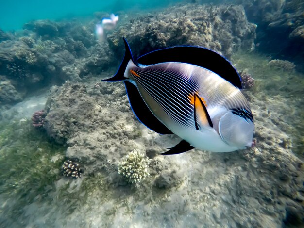 写真 海で泳ぐ魚