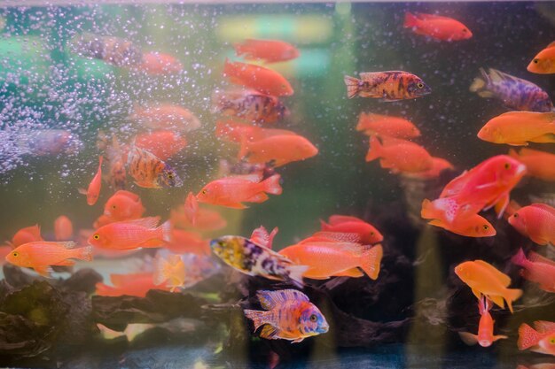 写真 海で泳ぐ魚