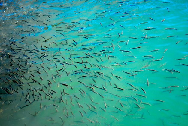 写真 海で泳ぐ魚