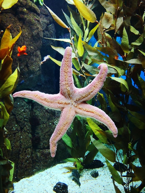 写真 海で泳ぐ魚