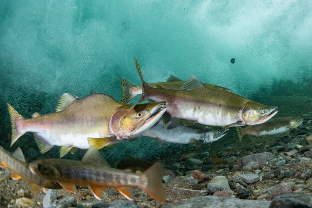 写真 海で泳ぐ魚