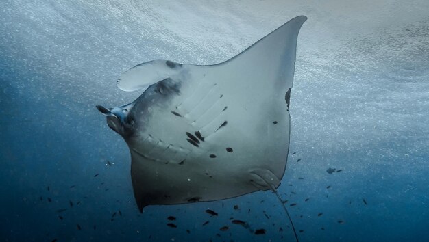 写真 海で泳ぐ魚