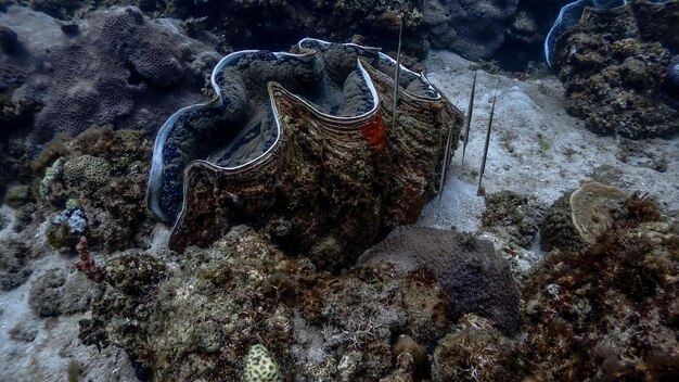 写真 海で泳ぐ魚