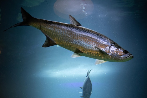 写真 海で泳ぐ魚