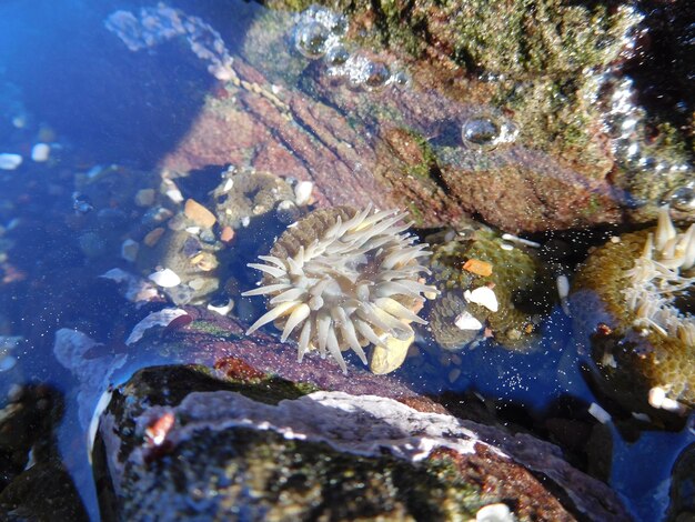 写真 海で泳ぐ魚