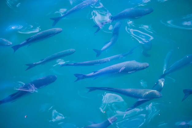 写真 海で泳ぐ魚