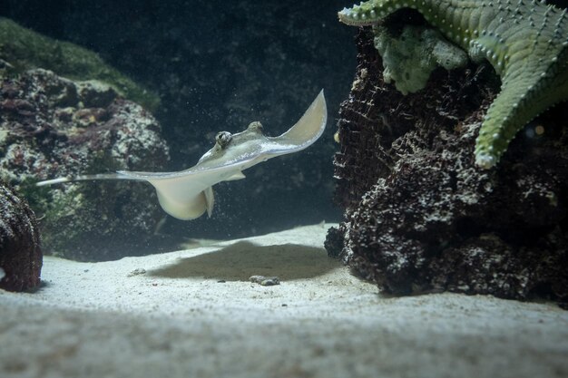 写真 海で泳ぐ魚