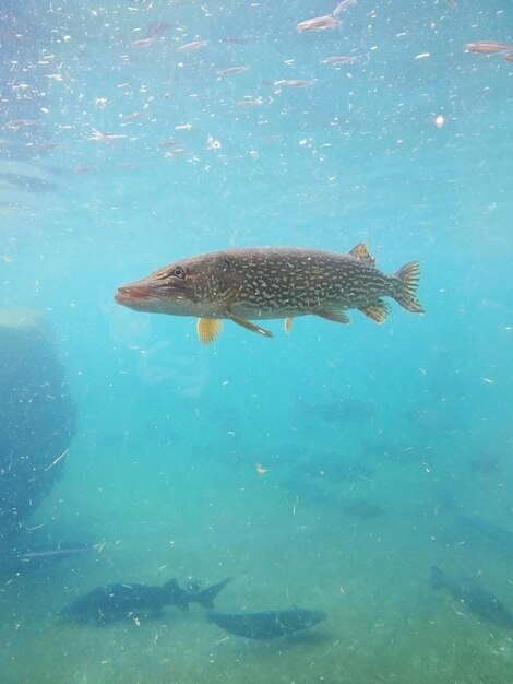 写真 海で泳ぐ魚