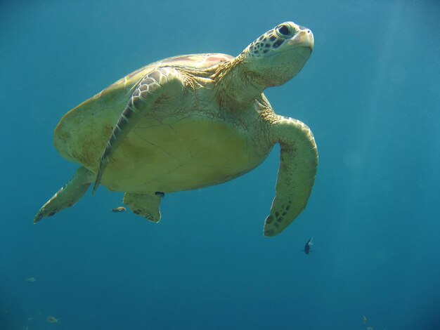 写真 海で泳ぐ魚