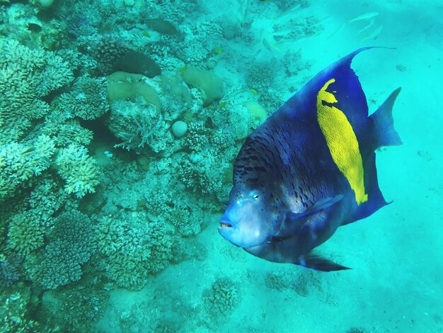 写真 海で泳ぐ魚