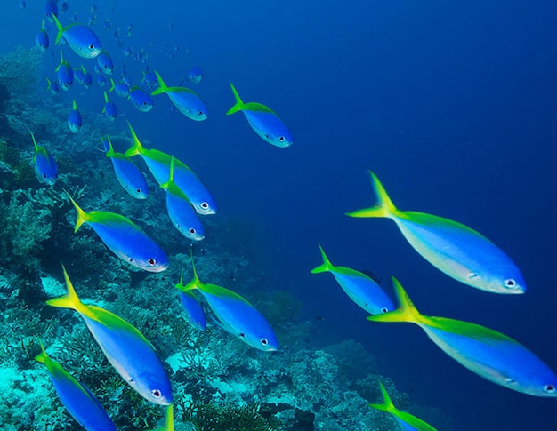 写真 海で泳ぐ魚