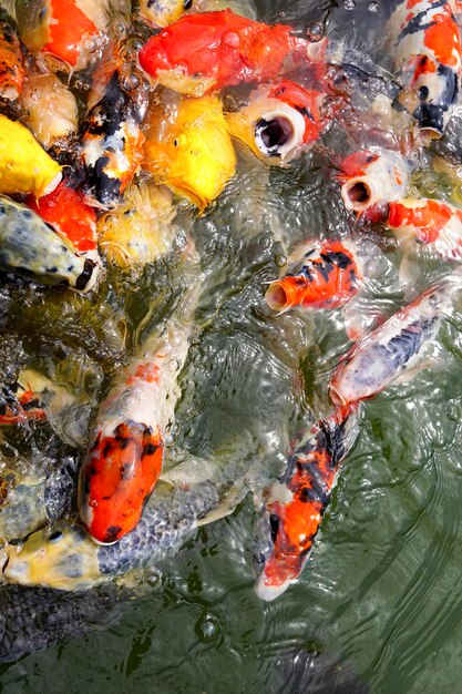 Foto pesci che nuotano nel lago