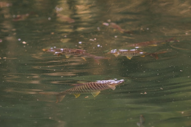 自然水域を泳ぐ魚たち