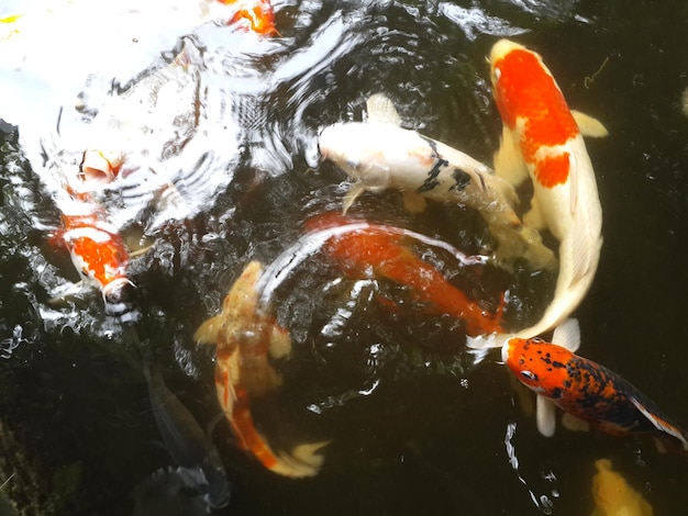 Photo fish swimming in pond