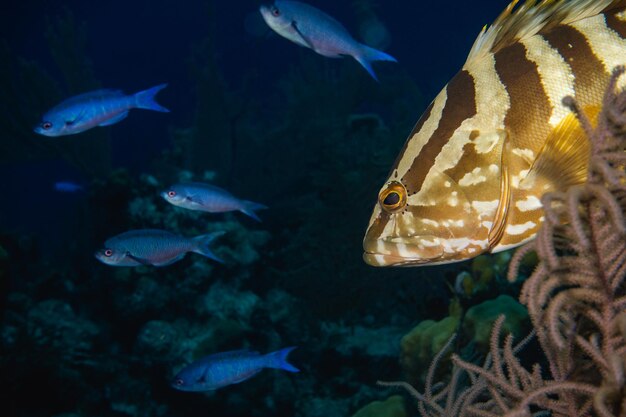 Photo fish swimming in sea nassau grouper