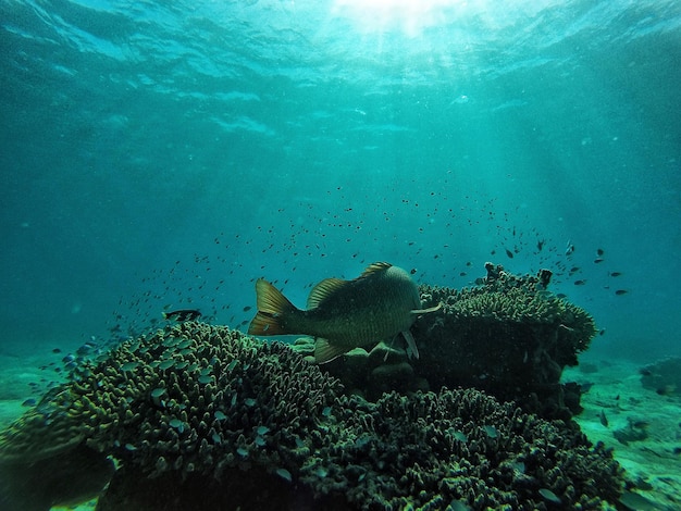 Fish swimming in sea sunlight beams