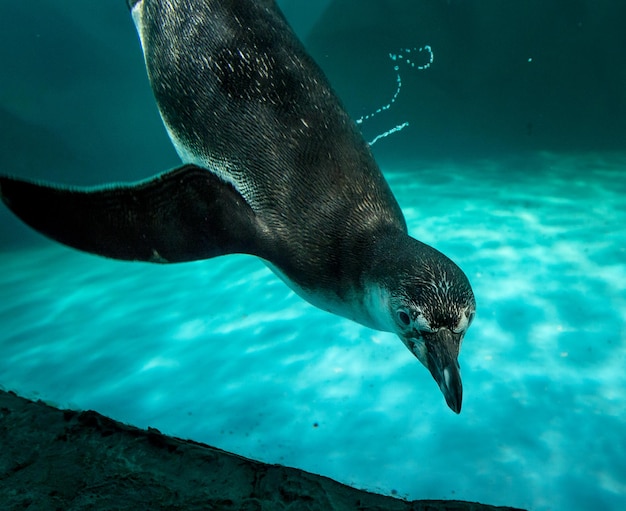 Fish swimming in sea