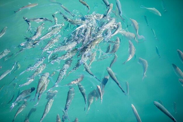 Fish swimming in sea