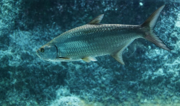 Fish swimming in sea