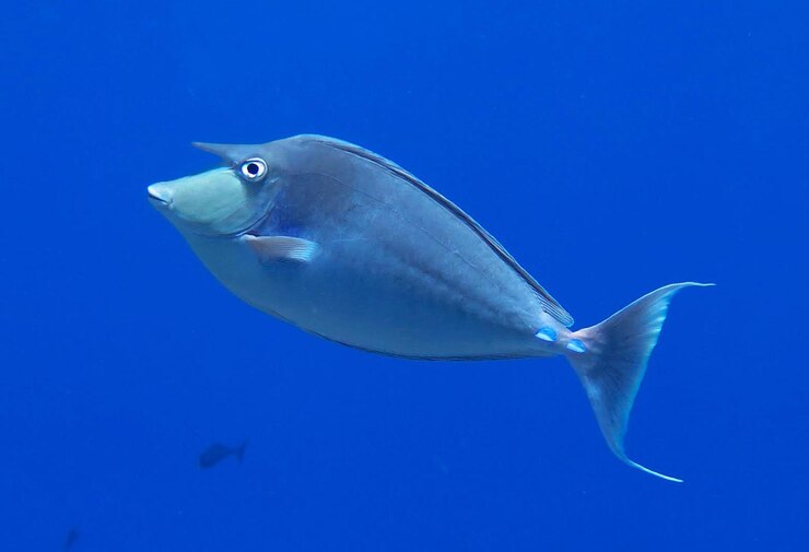 Photo fish swimming in sea