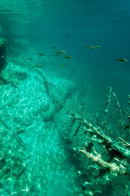 Fish swimming in sea