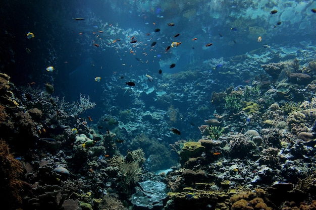 Photo fish swimming in sea