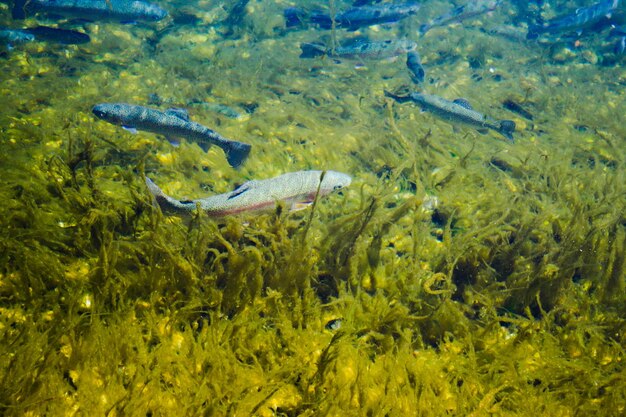 Foto pesci che nuotano in mare