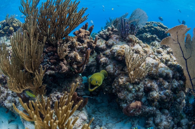 Foto pesci che nuotano in mare