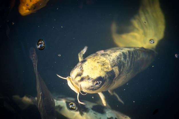 Photo fish swimming in sea