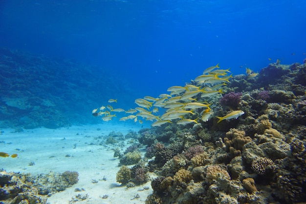 Рыба плавает в море.