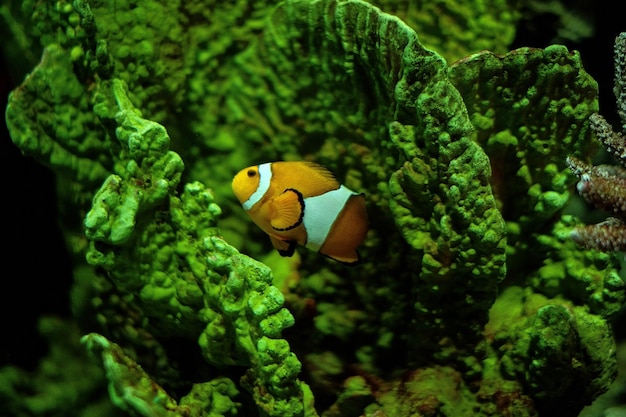 Fish swimming in sea