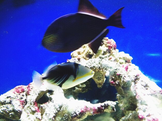 Fish swimming in sea