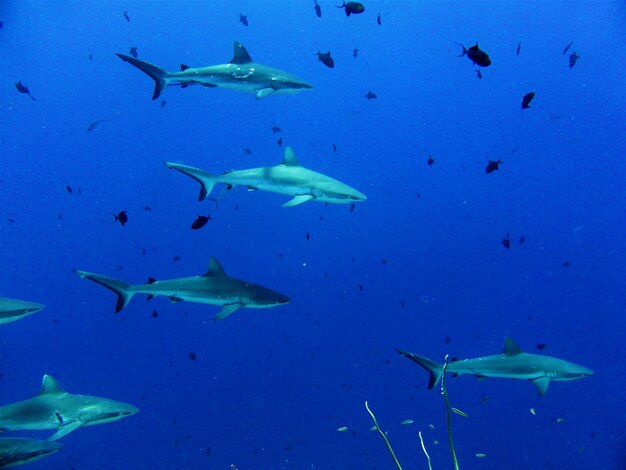 Fish swimming in sea