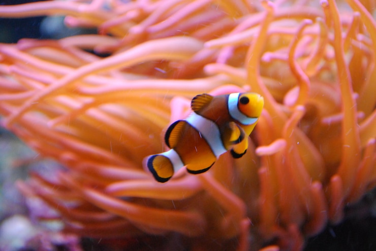 Photo 海で泳ぐ魚