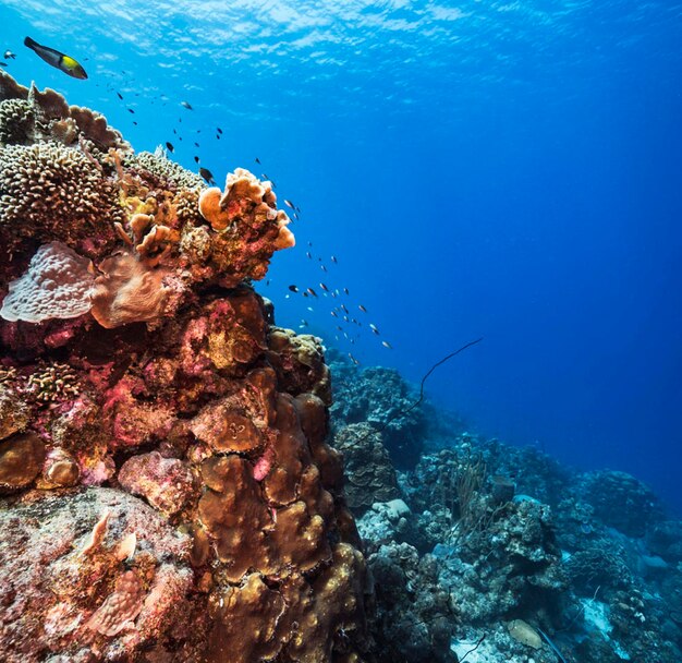 Fish swimming in sea