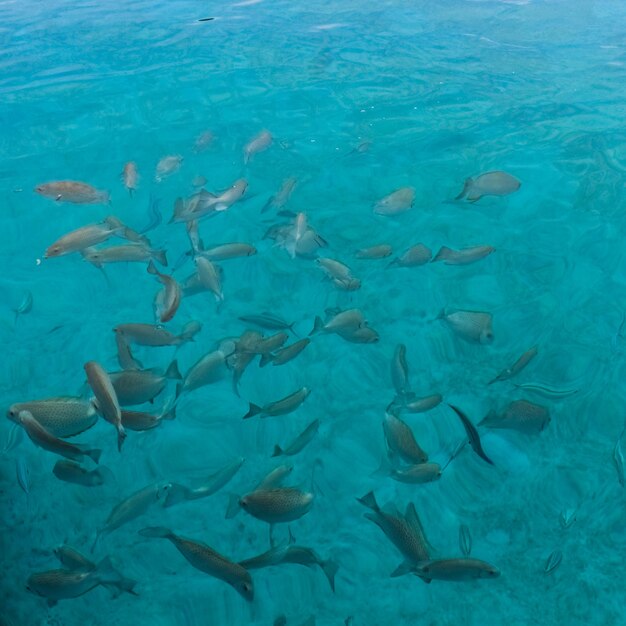 Fish swimming in sea